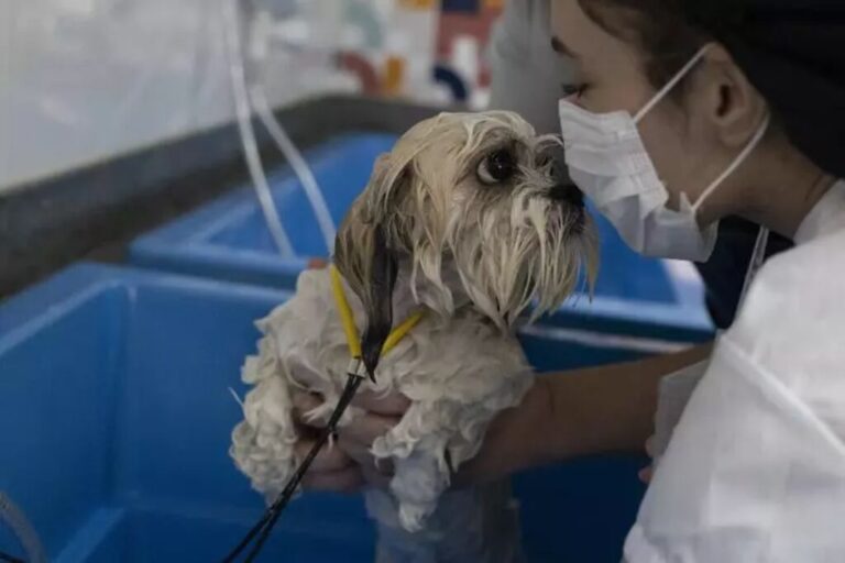 animaux se faisant dorloter dans un spa