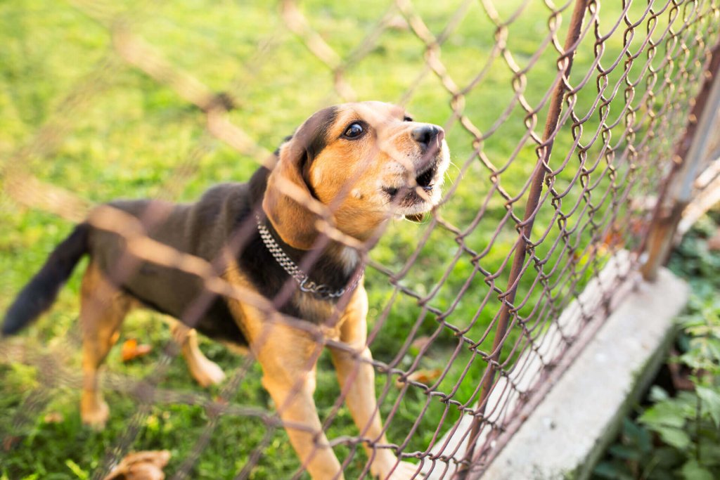 Que faire si le chien du voisin aboie toute la journée