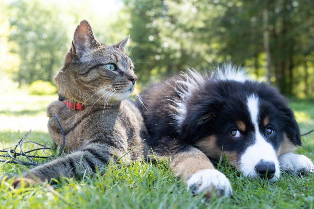 chiens et chats heureux dans un parc