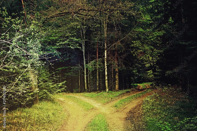 deux chemins divergents dans une foret