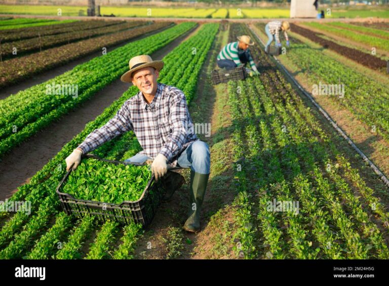 ferme avec champs et recoltes prosperes