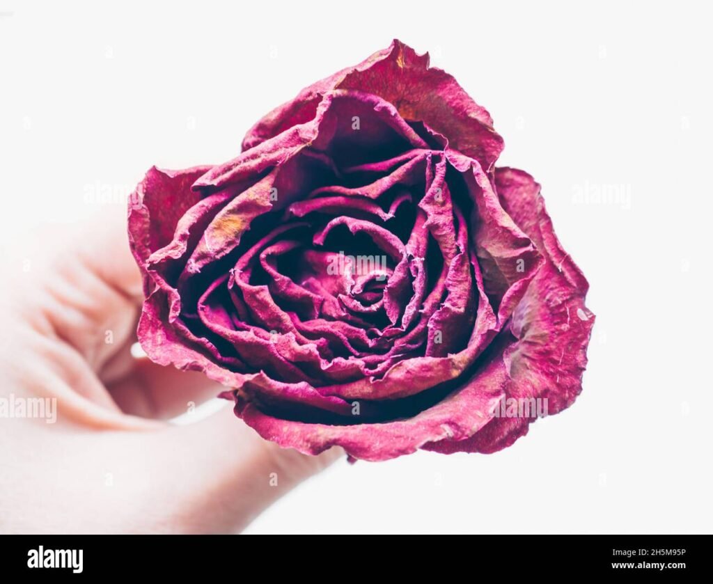 Quels sont les droits liés au congé d'accompagnement de fin de vie 1 main tenant une fleur en memoire