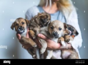 portrait deleveur de chiens avec chiots