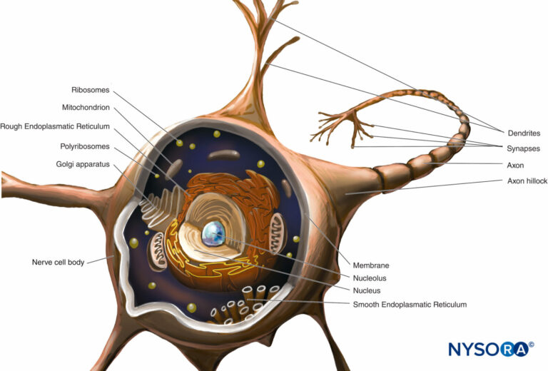 schema illustrant la structure dune sci