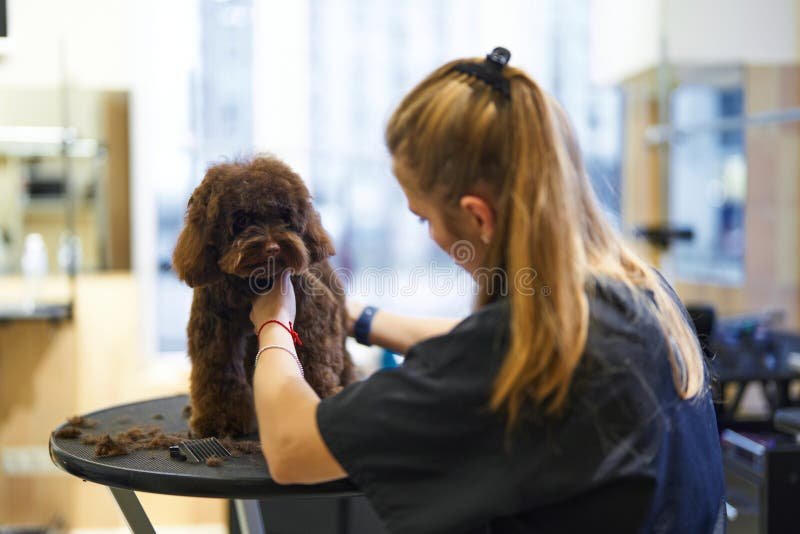 Quel Est Le Tarif Moyen D&rsquo;un Toiletteur Pour Chien Près De Chez Moi