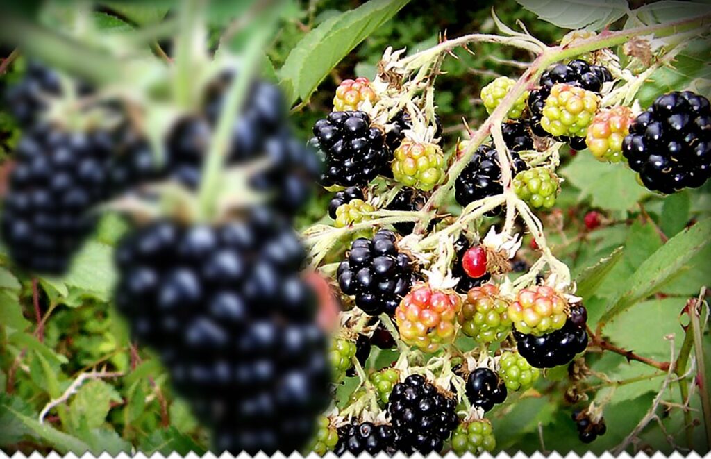 un arbre avec des fruits murs