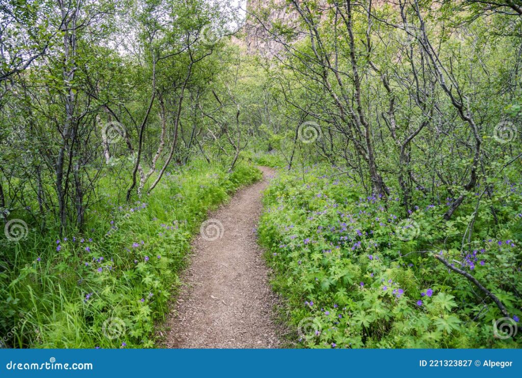 un chemin sinueux a travers la nature