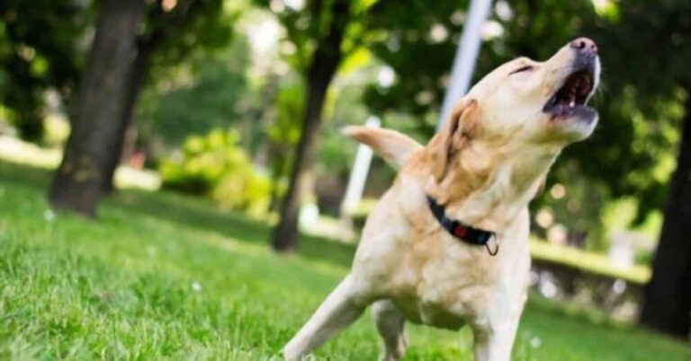 un chien aboyant dans un jardin calme