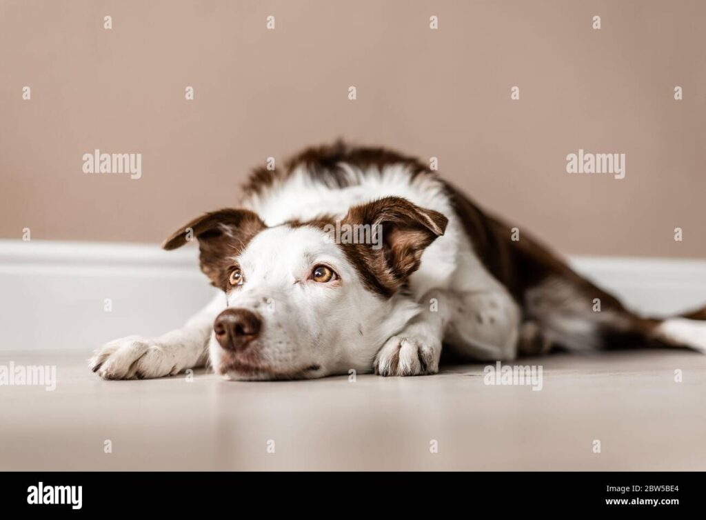 Comment gérer un chien qui aboie tout le temps à la maison