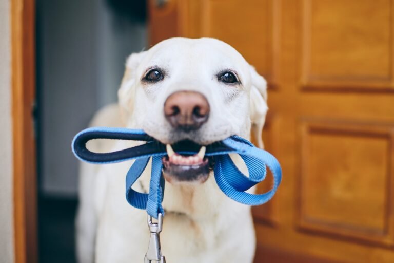 un chien jouant avec ses accessoires