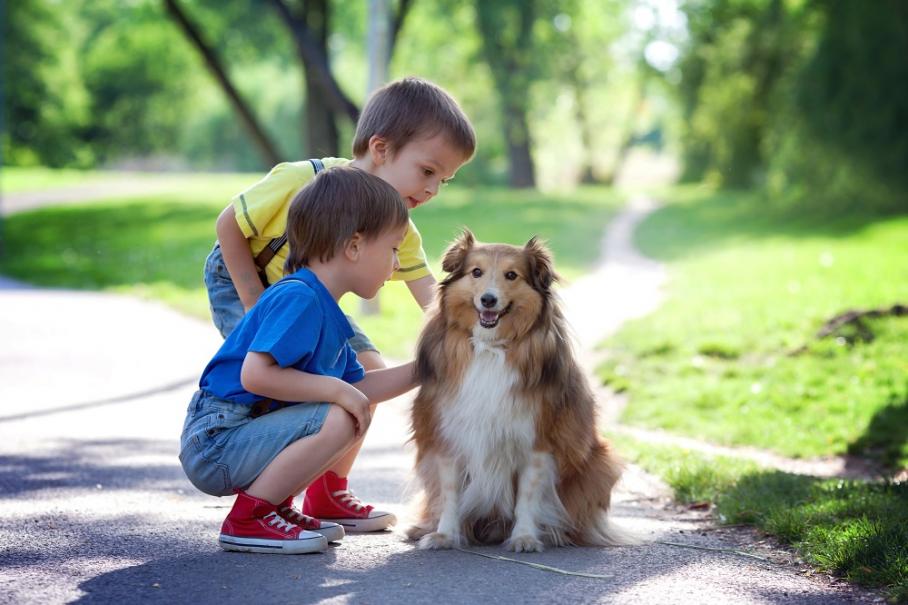 un enfant regardant un chien qui suit