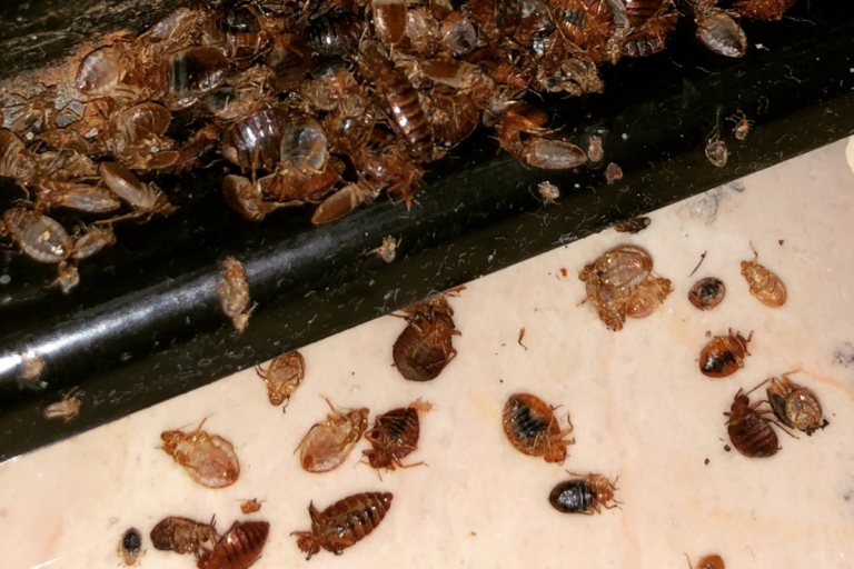 une infestation de punaises de lit