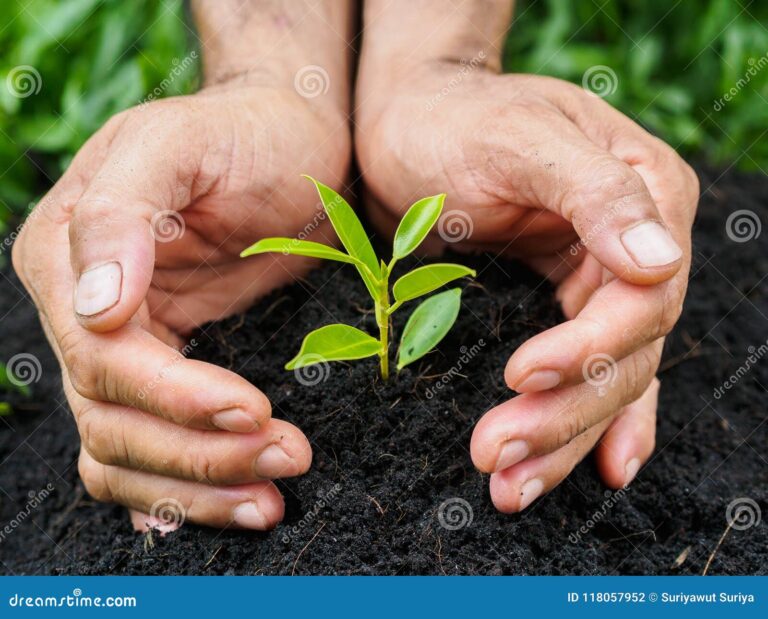 une main plantant un arbre dans le sol